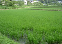 水田